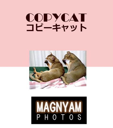 http://blogs.bizmakoto.jp/yokoyamat/SCREEN-Copycat-01S.jpg