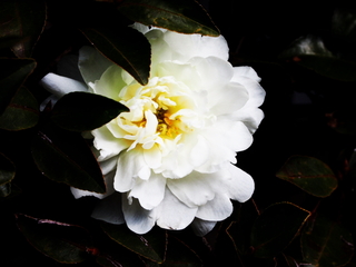 P1260125白い花.JPG